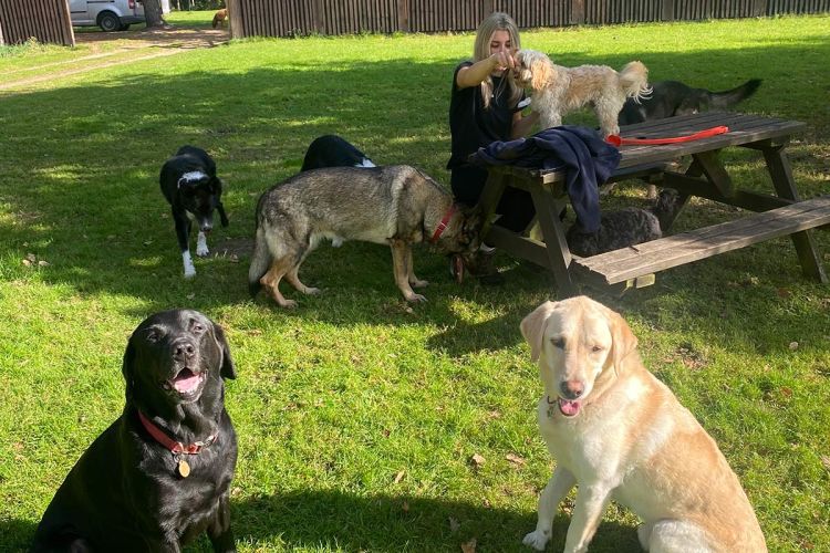 dog walking and pet care across Christchurch, Highcliffe