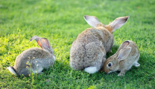 Small Pet and Animal Care