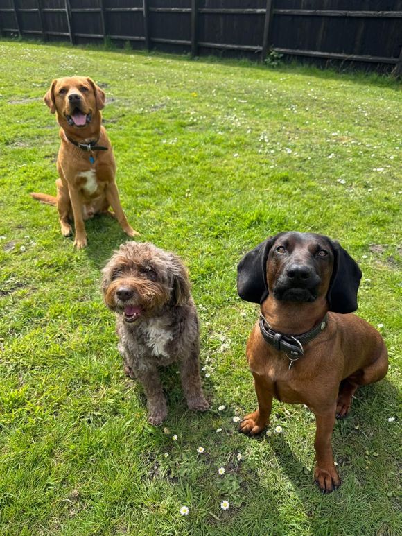 About the Pawfessionals