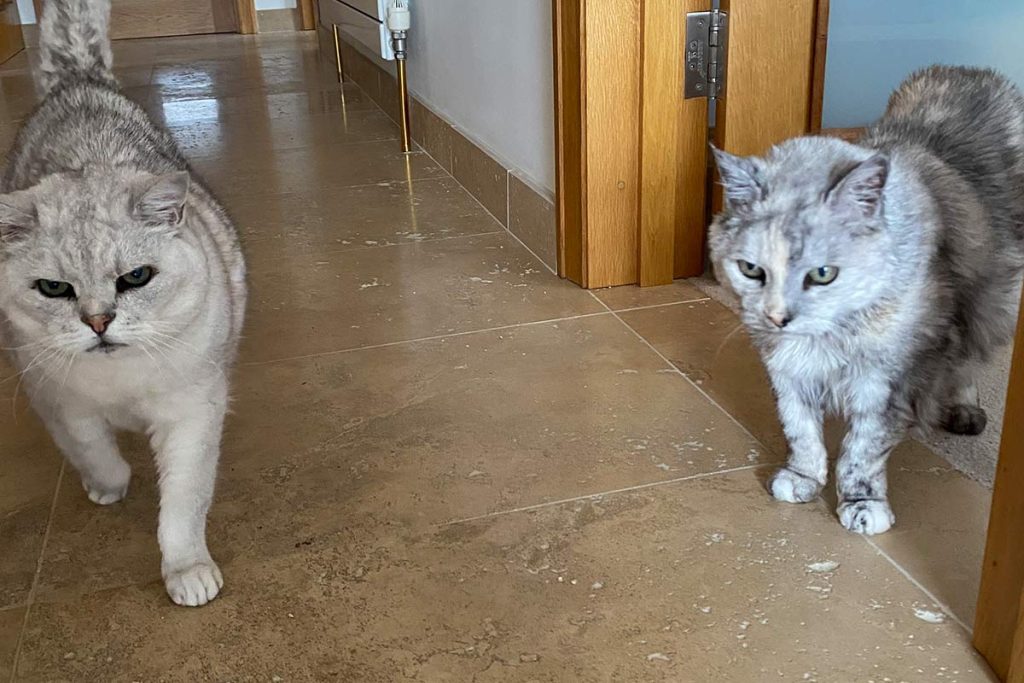 Cat Sitting in Christchurch