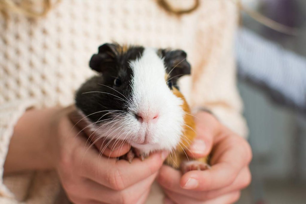 Small Pet and Animal Care