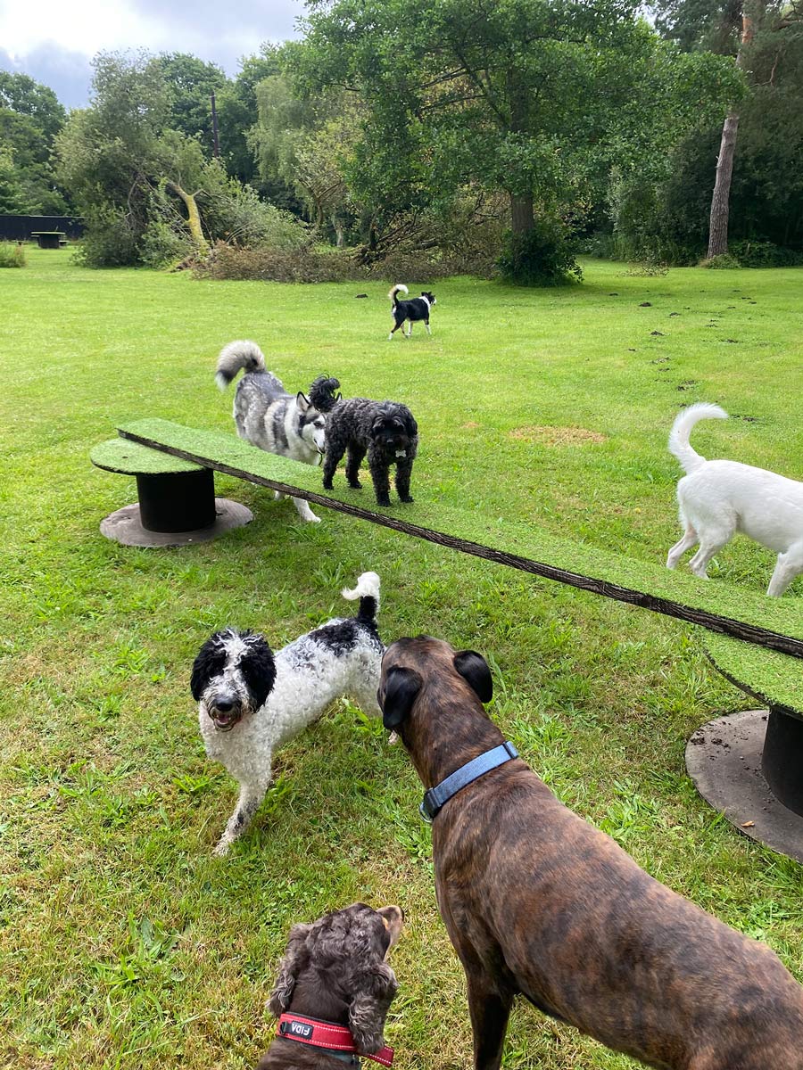 About the Pawfessionals