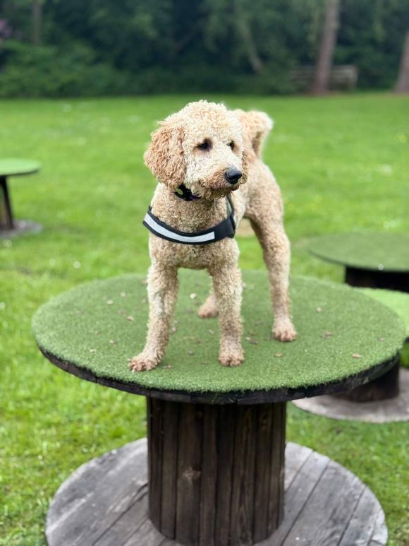 About Pawfessionals