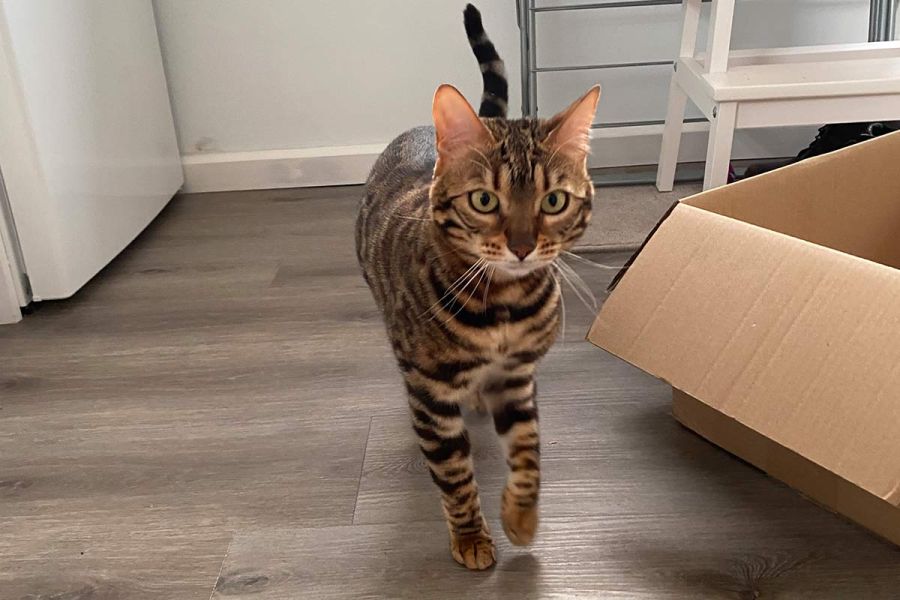 Cat Sitting in Christchurch