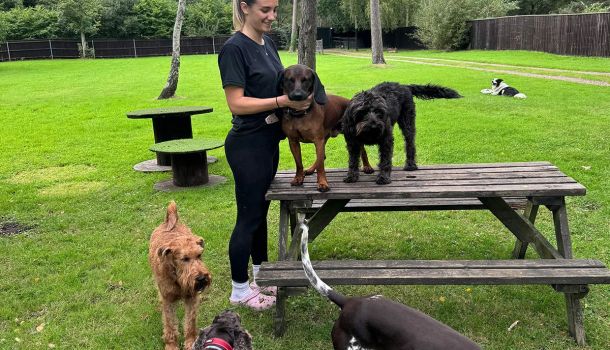 Dog Walking in Christchurch