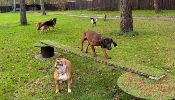 Private Dog Playpark