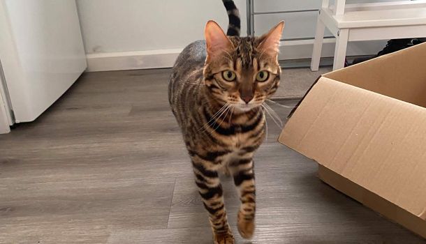 Cat Sitting in Christchurch